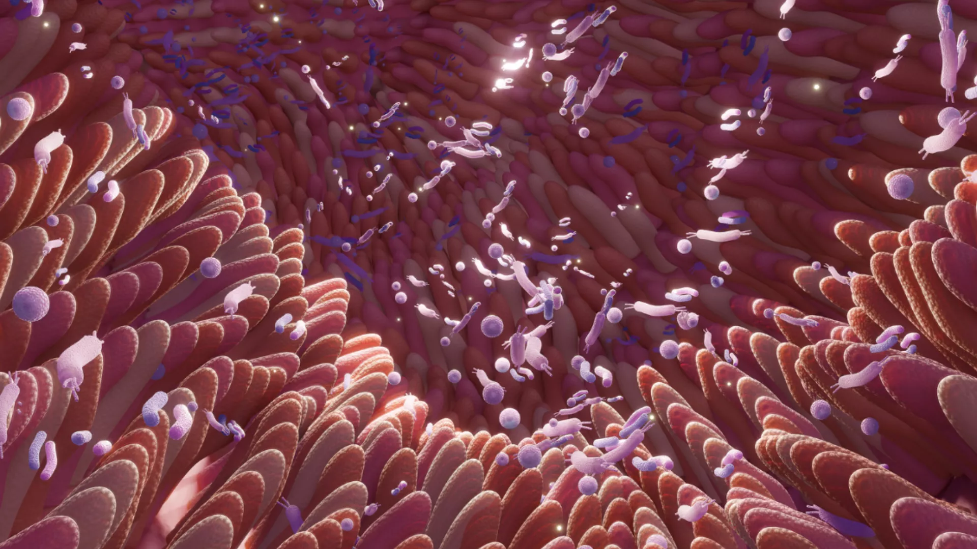L’estroboloma è la parte del microbiota intestinale coinvolta nel metabolismo degli estrogeni